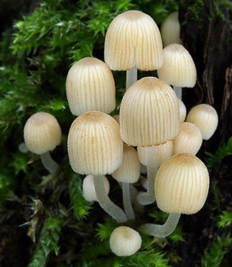 Coprinus disseminatus